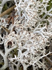 Cladonia rangiferina