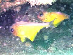 Pempheris affinis