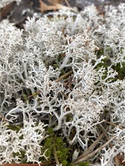 Cladonia rangiferina