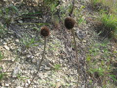 Echinacea paradoxa paradoxa