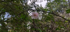 Prunus persica