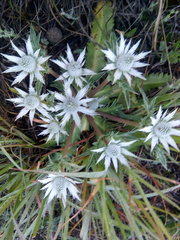 Eryngium heterophyllum