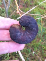 Enterolobium contortisiliquum