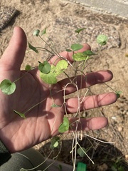 Dichondra micrantha