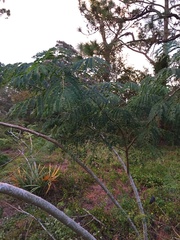 Enterolobium contortisiliquum