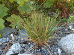 Carex congdonii