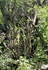 Ficus cotinifolia