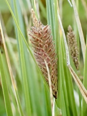 Carex congdonii