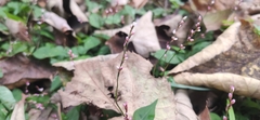 Persicaria posumbu