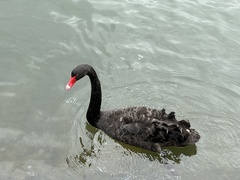 Cygnus atratus