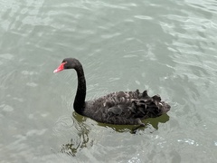 Cygnus atratus