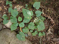 Phytomyza tiarellae