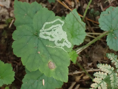 Phytomyza tiarellae