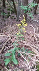 Solidago arguta arguta