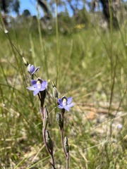 Thelymitra pauciflora