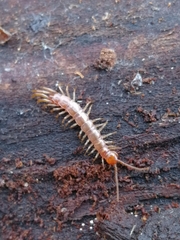 Lithobius forficatus