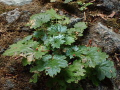 Boykinia occidentalis