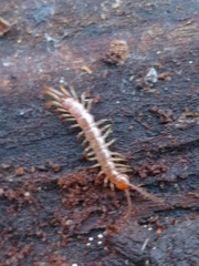 Lithobius forficatus