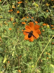 Copestylum mexicanum