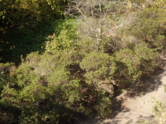 Arctostaphylos franciscana