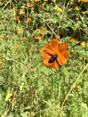 Copestylum mexicanum