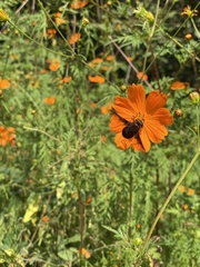 Copestylum mexicanum