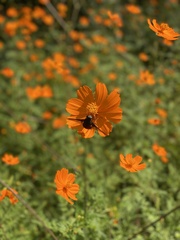 Copestylum mexicanum