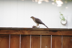 Accipiter cooperii