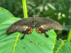 Papilio iswara