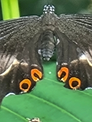 Papilio iswara