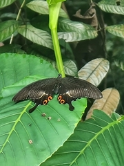 Papilio iswara