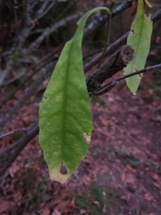 Oemleria cerasiformis