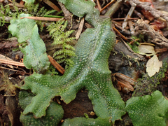 Conocephalum conicum