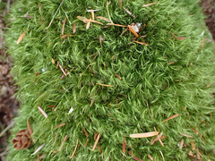 Dicranum fuscescens