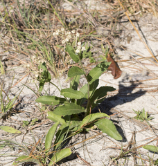 Parthenium integrifolium