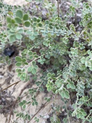 Acmispon heermannii