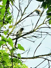 Dendrocitta formosae formosae
