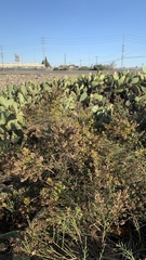 Lepidospartum squamatum