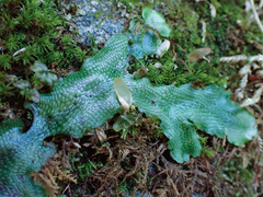 Conocephalum conicum