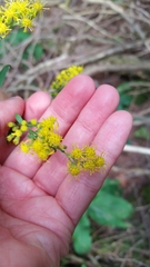 Solidago arguta arguta