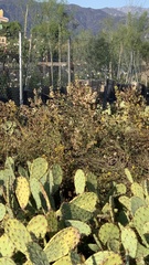 Lepidospartum squamatum