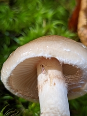 Pholiota lenta