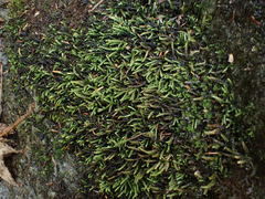 Scleropodium obtusifolium