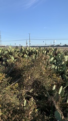 Lepidospartum squamatum