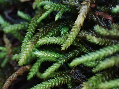 Scleropodium obtusifolium