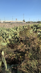 Lepidospartum squamatum