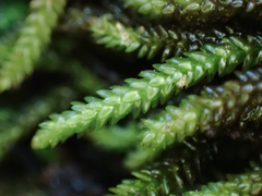 Scleropodium obtusifolium
