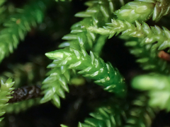 Scleropodium obtusifolium