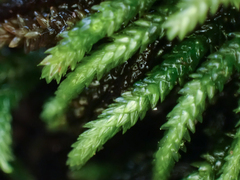 Scleropodium obtusifolium