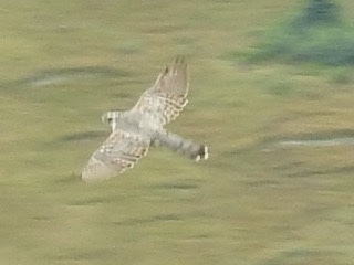 Astur atricapillus